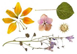 Large leaves and plants - Buy fake tattoos with good quality and fast delivery - likeink.se