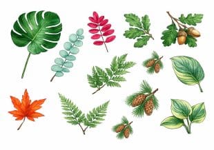 En samling fargerike botaniske akvarellillustrasjoner, inkludert ulike blader, bregner, kongler og eikenøtter, arrangert på en hvit bakgrunn.